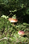 Gemeiner Steinpilz (Boletus edulis)